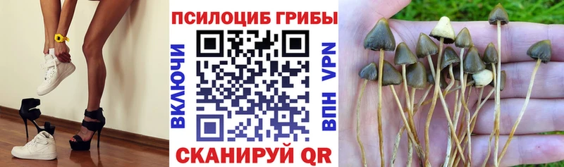 Псилоцибиновые грибы Psilocybine cubensis  Россошь 